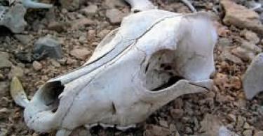 Сонник: череп человека, череп животного, горы черепов, хрустальный череп