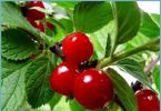 Войлочная вишня – описание войлочной вишни, польза, посадка, уход